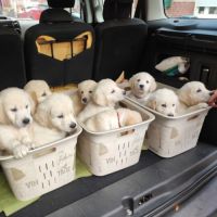 Chiots golden retriever lof pour fin juillet #2