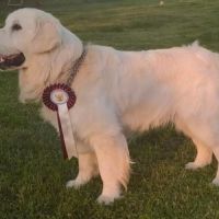 Chiots golden retriever lof pour fin juillet #4