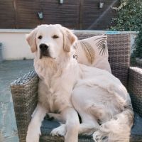 Chiots golden retriever lof pour fin juillet #5