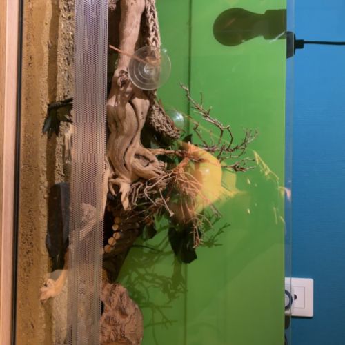 Gecko leopard de 4 ans et  son terrarium #1