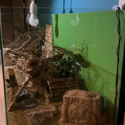 Gecko leopard de 4 ans et  son terrarium #2