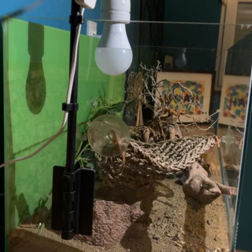 Gecko leopard de 4 ans et  son terrarium