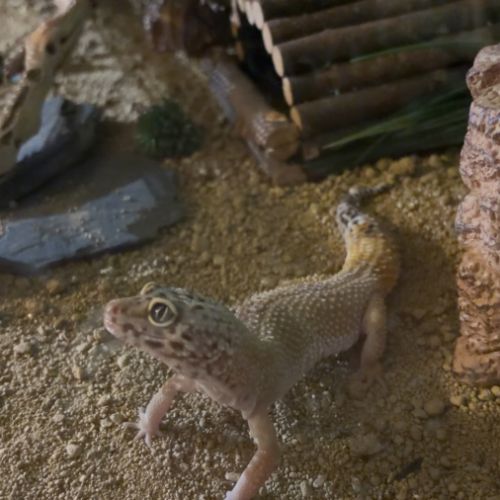 Gecko leopard de 4 ans et  son terrarium #4
