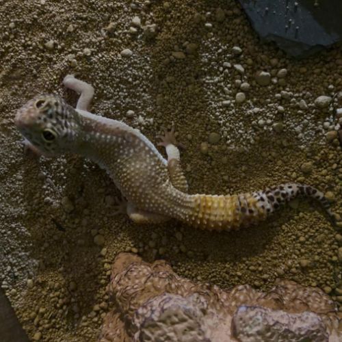 Gecko leopard de 4 ans et  son terrarium #5
