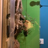 Gecko leopard de 4 ans et  son terrarium #1