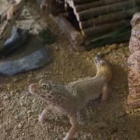 Gecko leopard de 4 ans et  son terrarium #4