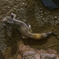 Gecko leopard de 4 ans et  son terrarium #5