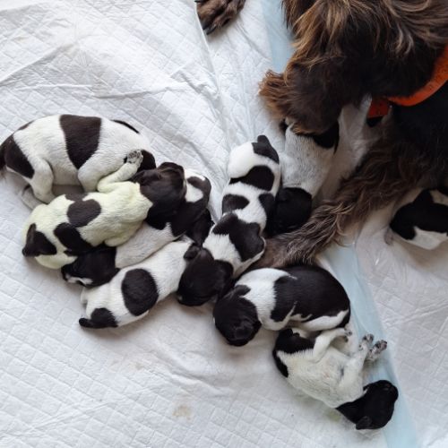 Chiots drahthaars lof #4