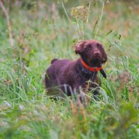 Chiots drahthaars lof #2