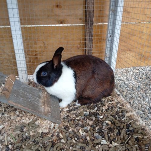Lapin nain 8 mois