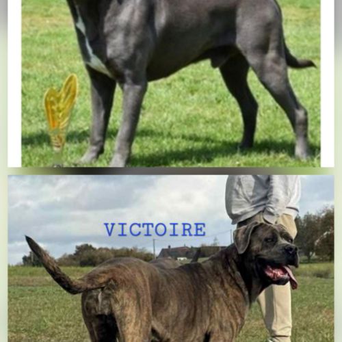 Bebes cane corso lof #2