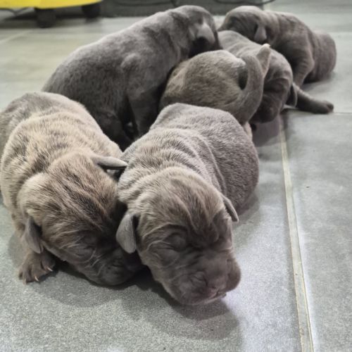 Bebes cane corso lof #4