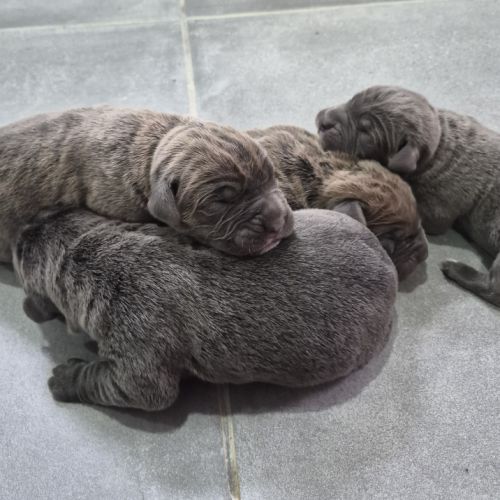 Bebes cane corso lof #5