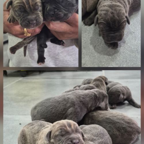 Bebes cane corso lof