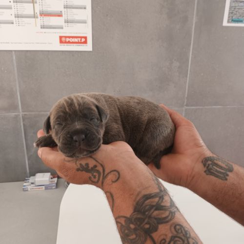 Bebes cane corso lof #8