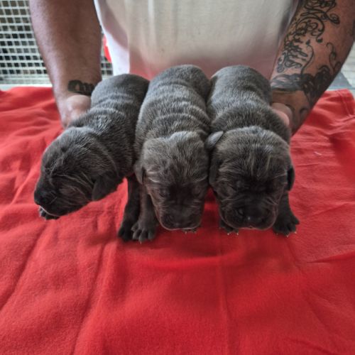 Bebes cane corso lof #9