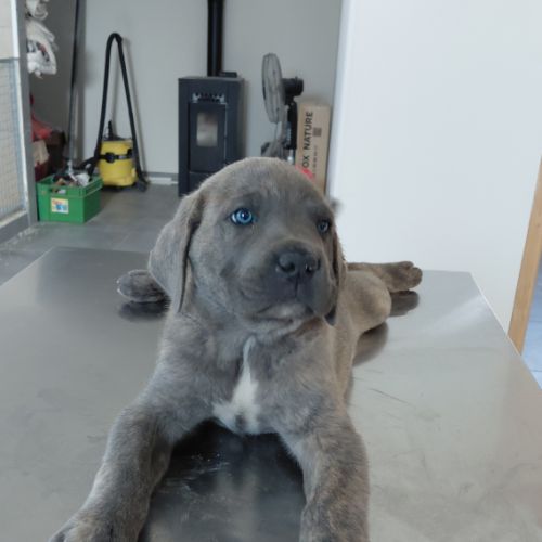 Bebes cane corso lof #7