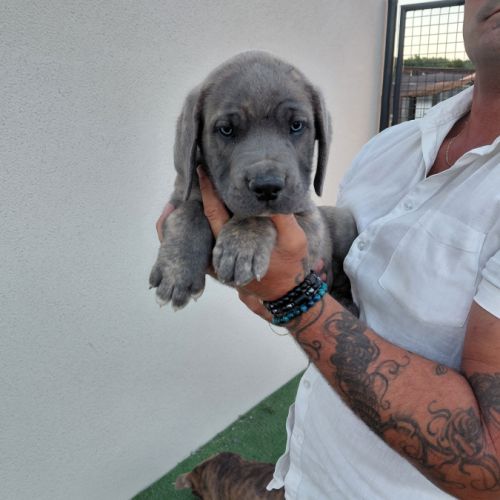 Bebes cane corso lof #8