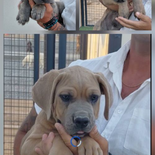 Bebes cane corso lof