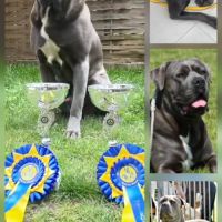 Bebes cane corso lof #1
