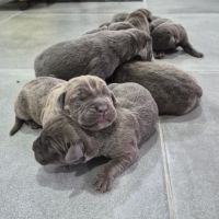 Bebes cane corso lof #3