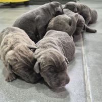 Bebes cane corso lof #4