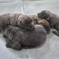 Bebes cane corso lof #5