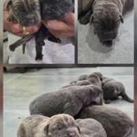 Bebes cane corso lof