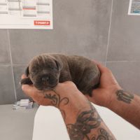 Bebes cane corso lof #8