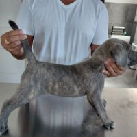 Bebes cane corso lof #6