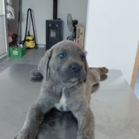 Bebes cane corso lof #7