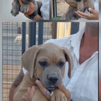 Bebes cane corso lof