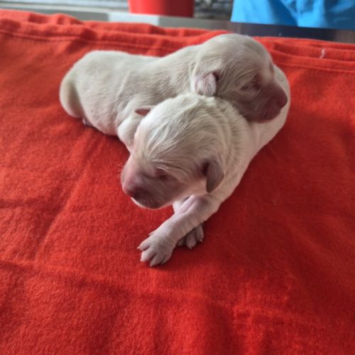 Bebes golden retriever non lof #1