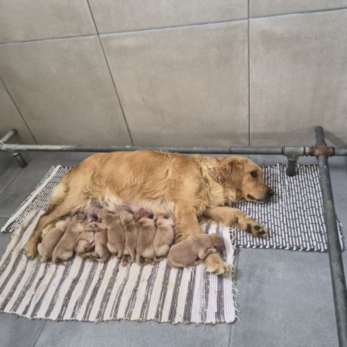 Bebes golden retriever non lof #2
