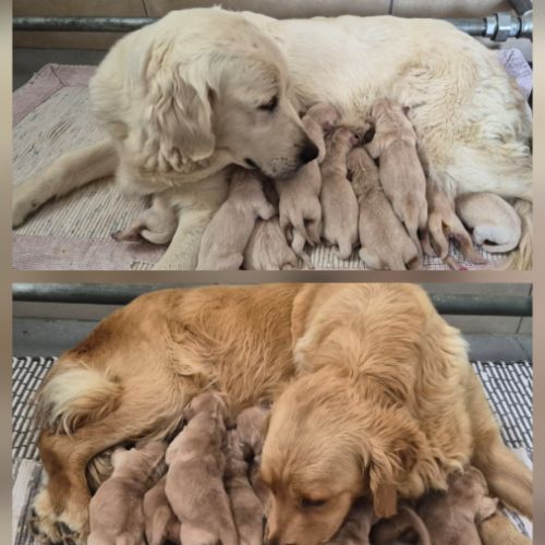 Bebes golden retriever non lof #0