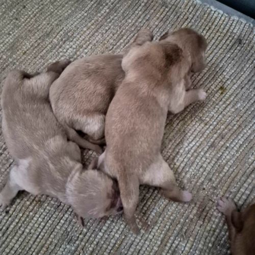 Bebes golden retriever non lof #5