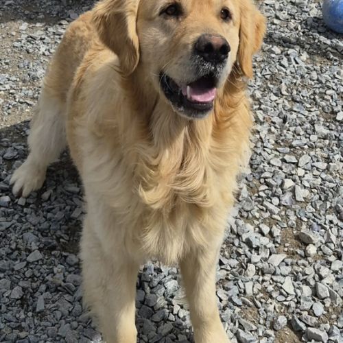 Bebes golden retriever non lof #6