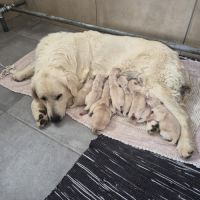 Bebes golden retriever non lof #3