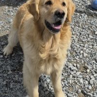 Bebes golden retriever non lof #6