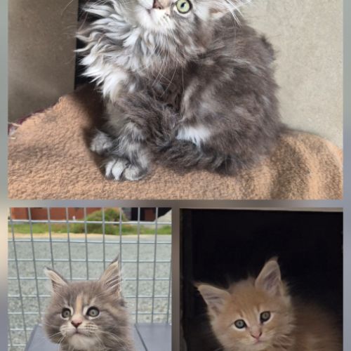 Maine coon loof #3