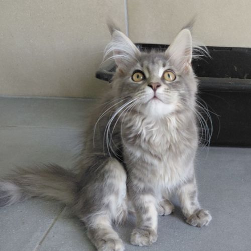 Maine coon loof