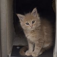 Maine coon loof #1