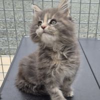 Maine coon loof #2