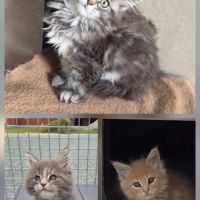 Maine coon loof #3