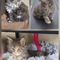 Maine coon loof