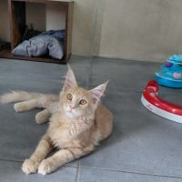 Maine coon loof #5