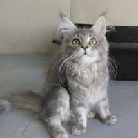 Maine coon loof