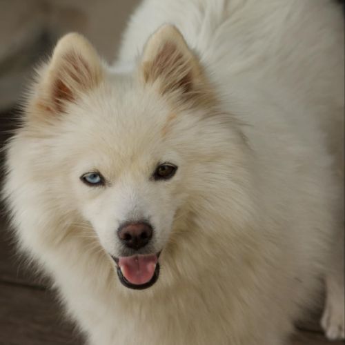 Pomsky mini #1