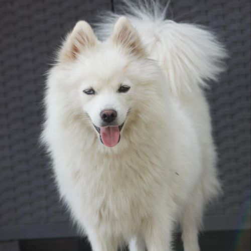 Pomsky mini #0