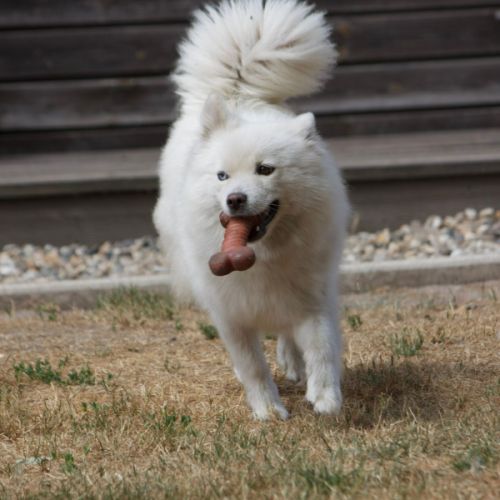 Pomsky mini #3